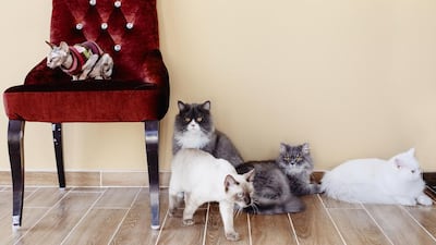 The cats at Ailuromania cafe are accustomed to one another, and seem to enjoy lounging side-by-side. Rebecca Rees for The National