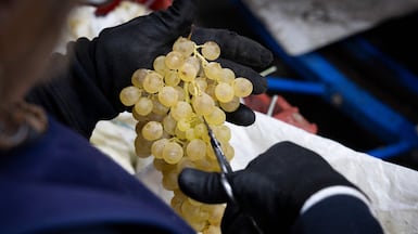 In a Spanish tradition, people gather at homes or in squares to eat 12 grapes with each stroke of the clock at midnight on New Year's Eve. AFP