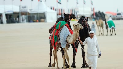 Handlers guide camels across Al Dhafra's camp sites. Victor Besa / The National