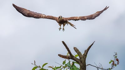 A Black Kite eagle flies in a jungle in Kathmandu, Nepal. EPA