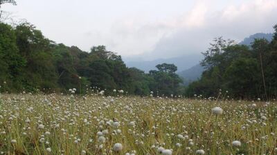 A meadow full of white puff flowers at Sai Sanctuary. Courtesy Sai Sanctuary