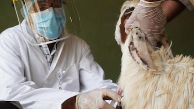 A shipment of Jaziri sheep and goats from Iran are tested on entry to the UAE. The breed was banned in the Emirates in 2014 but the Ministry of Climate Change and Environment lifted the ban on Friday. Courtesy: Ministry of Climate Change and Environment