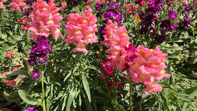 The new iPhone SE has an A15 Bionic chip, the same processor found inside the iPhone 13 series.