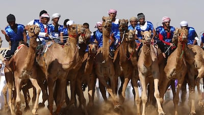 More than 15,000 camels will take part in this year’s Final Annual Camel Races Festival in Al Wathba this weekend. Marwan Naamani / AFP