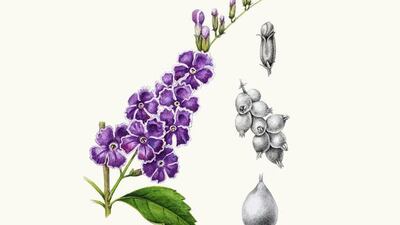 Pigeon berry. Illustration by Donna Torres.