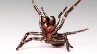 A funnel-web spider rears with fangs exposed.