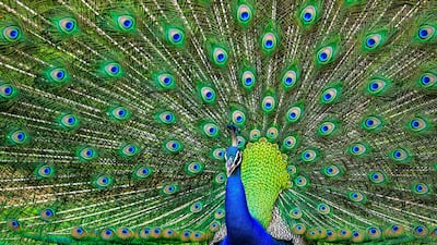 A peacock spreads its tail feathers at Yala National Park, in south-east Sri Lanka. AFP