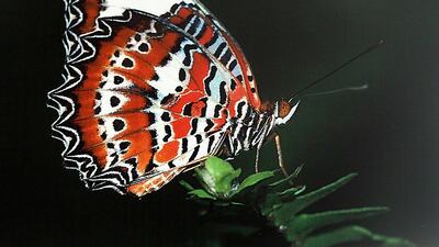 Satish Kumar / The National