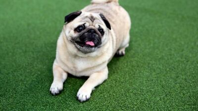 Job done: Niner, a pug, relaxes after competing in the Westminster Kennel Club's agility championship on February 8, 2020. Handler Dan Webster of Minneapolis calls her "a supermodel pug who happens to do agility." AP