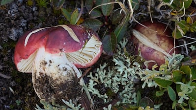 Russula neopascua, which grows among the alpine willow of the high Rockies in Colorado and Montana in the US. All photos: PA