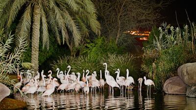 Visitors to Al Ain Zoo will be able to rent night-vision goggles to allow them to experience how animals behave differently at night. Courtesy-Al Ain Zoo