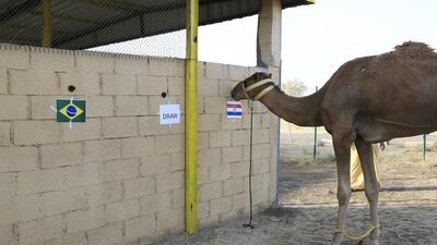 Dubai racing camel Waslawi selects Croatia to beat Brazil in the World Cup opener at Emirati Matar Al Jabri's camel farm in Dubai. Sarah Dea / The National / June 8, 2014