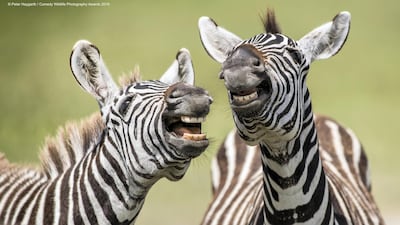 A pair of zebra share a joke in Ngorongoro crater, Tanzania. Peter Haygarth /The Comedy Wildlife Photography Awards 2019