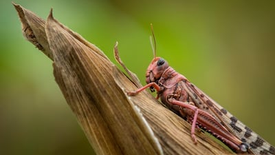 A desert locust sits on a maize plant at a farm in Katitika village, Kitui county, Kenya Friday, January 24, 2020. AP
