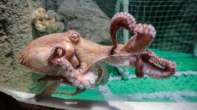 Dubai Aquarium & Underwater Zoo, one of the world's most diverse aquariums, is now home to a Giant Pacific Octopus. Courtesy Dubai Aquarium & Underwater Zoo