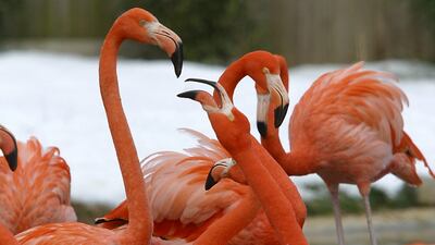 Twenty-five Caribbean flamingos and a northern pintail died at the Washington Zoo after a wild fox managed to enter their enclosure. AFP