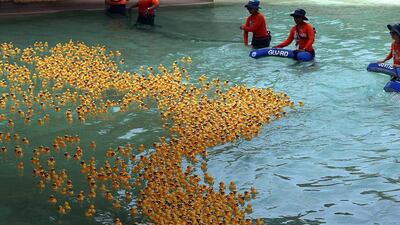 Completely quackers. The ducks.