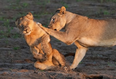 Barbara Seiberl-Stark's Push Over. Photo: Barbara Seiberl-Stark / Nikon Comedy Wildlife Awards
