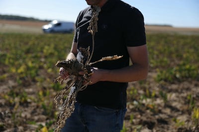 French farmers were among the worst hit by this summer's high temperatures as their fields were scorched by the sun. AFP