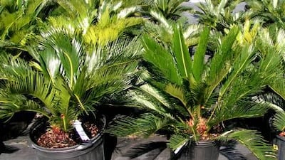 sago palm