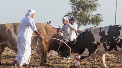 Bull fighting in Fujairah corniche.