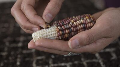 “I was in a class on botany — they put aside a slide show of zaatar, the plant they said some cultures eat. Something in me felt upset and offended. I thought I don’t need to be here, I can go back to Palestine and learn.”