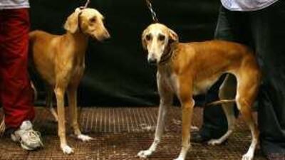 Abla, left, 4½, with her 18-month-old daughter Dasma at yesterday's saluki beauty contest.