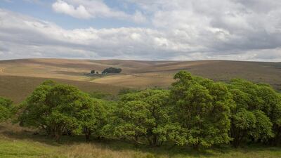 A native Hagenia tree woodlands on the Nyika Plateau, Nyika National Park in Malawi. Wolfgang Kaehler / LightRocket via Getty Images