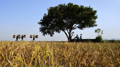 Indian farmers carry their harvested paddy as two men sit under a tree on the outskirts of Guwahati, India. Harvesting of paddy is going on full swing throughout Assam state and will continue till the end of December. EPA