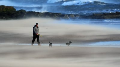 Dog walking on a windswept beach at Tynemouth, north-east England. PA
