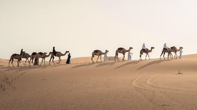 Participants in Misrah will travel 1,000km across the UAE desert by foot and camel. Photo: Emirates Foundation