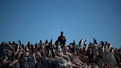 Steve Forrest, a scientist, counts the number of chinstrap penguins in a colony standing on Anvers Island, Antarctica. REUTERS