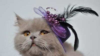 An aggregator site, Vinecats, has already been set up to pull every cat video from Vine into one place - in real time. AFP