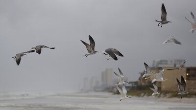 Birds fly over the water ahead of Hurricane Michael. Bloomberg
