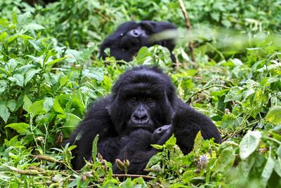 Three of the Nyakagezi mountain gorillas group rest at the Mgahinga Gorilla National Park in Kisoro, Uganda. Photo: Isaac Kasaminii / AFP
