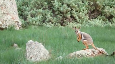A wallaby at Cape York, Australia – not Austria.