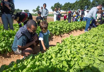Visitors get a hands0on experience of farm life by harvesting veggies at Emirates Bio Farm. Leslie Pableo for The National