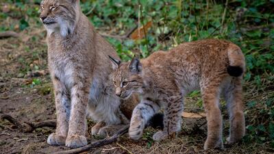 A four-month-old lynx walks beside its mother as it explores its home in the Bear Wood exhibit at the Wild Place Project in Bristol. PA