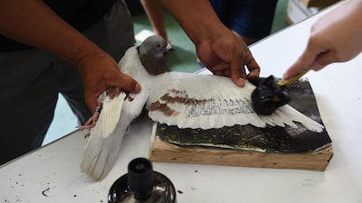 An employee of Philippine pigeon homing association tags a pigeon taking part in the competition.