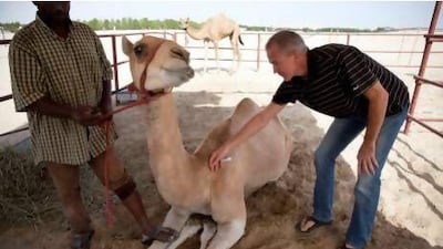 Pentti Koivisto, a veterinarian in Al Wathba, shows how to implant an identity microchip into the neck of a camel. Silvia Razgova / The National