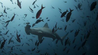 Chemical analysis of UAE rocks have shown a rapid increase in acidity of the world’s oceans contributed to mass extinction. Jorge Silva / Reuters