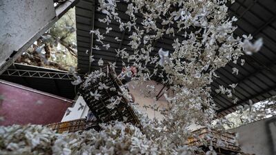 Workers unload baskets filled with harvested jasmine flowers at a warehouse in the village of Shubra Beloula in Egypt's northern Nile delta province of Gharbiya. AFP