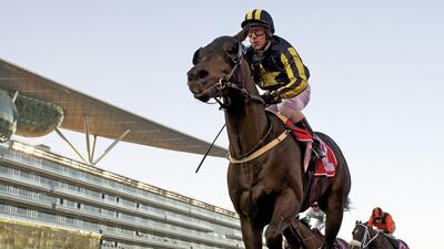 Krypton Factor, above, and Reynaldothewizard are the past two Dubai Golden Shaheen winners and will meet Thursday at Meydan Racecourse. Courtesy Of Andrew Watkins