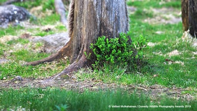 A brown bear looks like it is counting to 10 as its siblings hide in this shot taken in Finland. Valtteri Mulkahainen Sotkamo / The Comedy Wildlife Photography Awards 2019