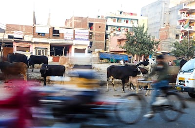 Cows stands along a road on Feb 25, 2022 in Noida, Uttar Pradesh, India With stray cattle emerging as a major poll issue in Uttar Pradesh, Prime Minister Narendra Modi recently said a new policy will be introduced to tackle it after election results, adding that income can be made from the dung of animals. Vijay Pandey for The National