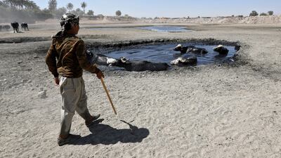 Buffalo cool off in scarce Iraqi waters that have turned into pools of sewage due to pollution and desertification. EPA