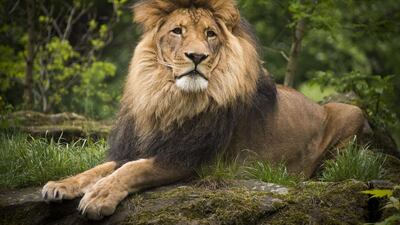 The lion Aru is seen in his enclosure a the zoo in Berlin on May 4, 2014. AFP