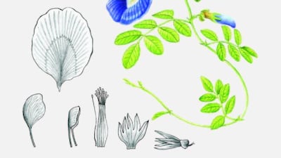 Julio J Figueroa for The National