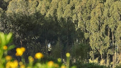 It's the closest resort to Volcanoes National Park, home to the world's largest group of mountain gorillas.