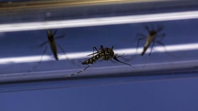 Mosquitoes infected with 'Wolbachia' bacteria were used to test the theory that it can reduce the insects' ability to spread dengue fever virus, which has common symptoms with malaria. Bloomberg